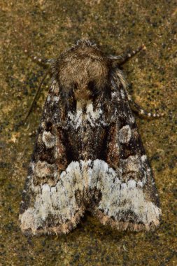 (Oligia strigilis yukarıda küçük mermer)