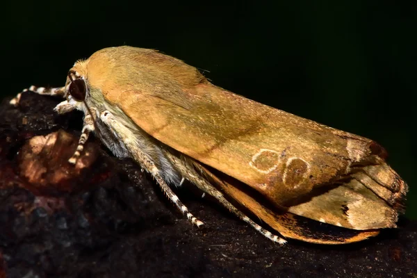 Ширококрылая желтая моль (Noctua fimbriata) с деформированными крыльями — стоковое фото