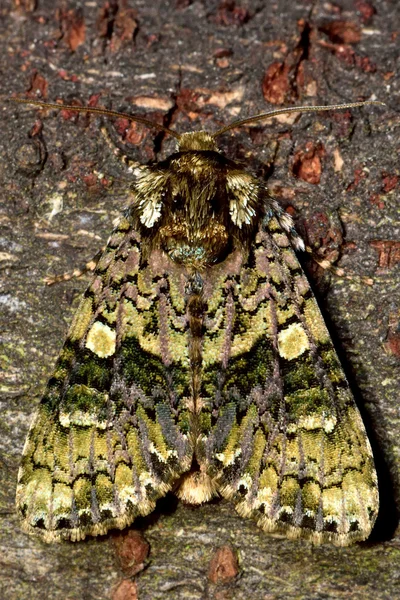 The coronet moth (Craniophora ligustri) from above — Stock Photo, Image