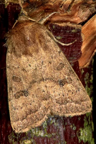 Rustykalne ćmy (Hoplodrina blanda) — Zdjęcie stockowe