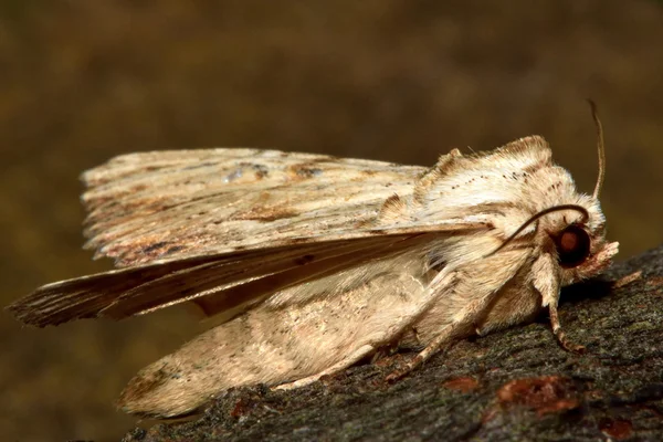 Ćma lekkim łukiem (lithoxylaea Apamei) — Zdjęcie stockowe