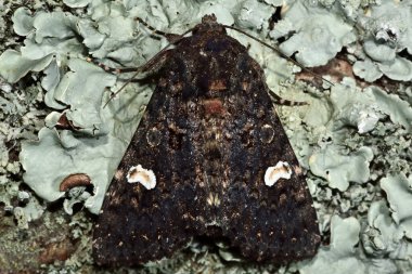 Nokta güve (Melanchra persicariae in üstünden)
