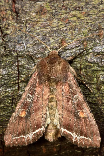 Bright-lijn brown-eye nachtvlinder (Lacanobia oleracea) — Stockfoto