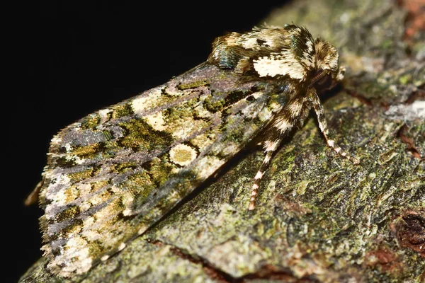 La teigne de la couronne (Craniophora ligustri) de profil — Photo