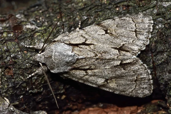 Szürke tőr moth (éger psi) fentről — Stock Fotó