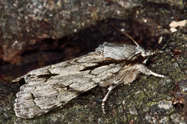 Traça de punhal cinzenta (Acronicta psi) no perfil — Fotografia de Stock