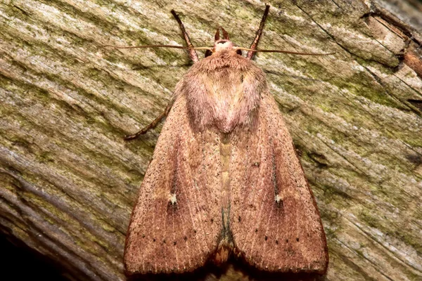 Lera moth (Mythimna ferrago) — Stockfoto