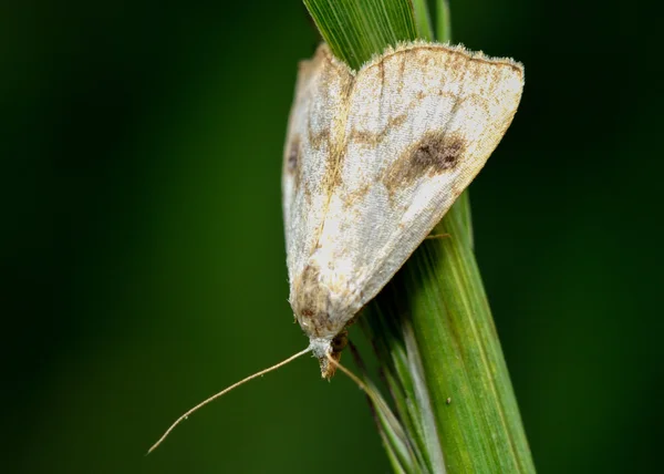 밀 짚 도트 나 방 (Rivula sericealis) — 스톡 사진