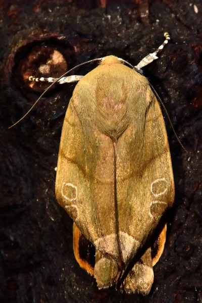 Gelber Nachtfalter (noctua fimbriata) mit deformierten Flügeln — Stockfoto