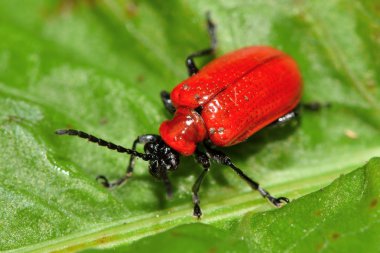 Scarlet lily böceği (Lilioceris yakın)