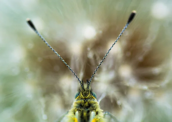 Cabeça branca de veios verdes (Pieris napi) em cabeça de semente de dente-de-leão — Fotografia de Stock