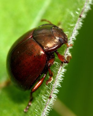 Chrysolina staphylaea yaprak böceği