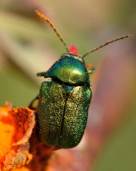 Cryptocephalus aureolus besouro folha na flor de laranja — Fotografia de Stock