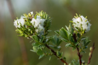 Sürünen söğüt (Salix repens) Dişi kedicikler