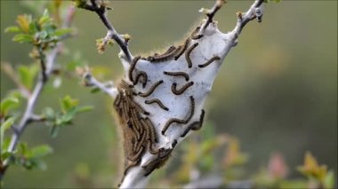 Güve caterpillers (Malacosoma neustria) web üzerinde çalışanları