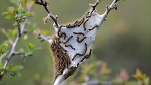 帐篷毛毛虫图库视频影像 免版税帐篷毛毛虫视频片段 Depositphotos