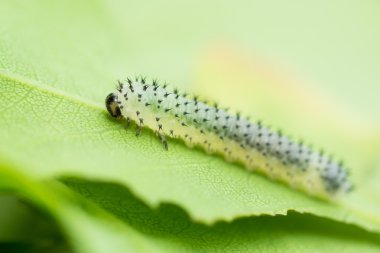 Meşe sawfly (Periclista lineolata) larva Meşe yaprağı üzerinde