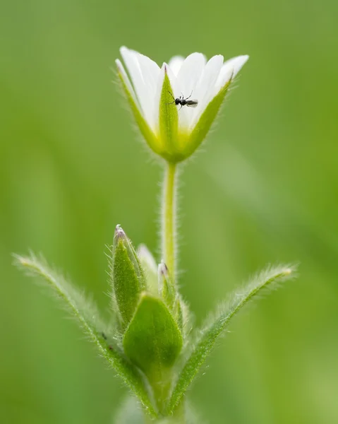Orelha de rato comum (Cerastium fontanum) com vespa calcária — Fotografia de Stock