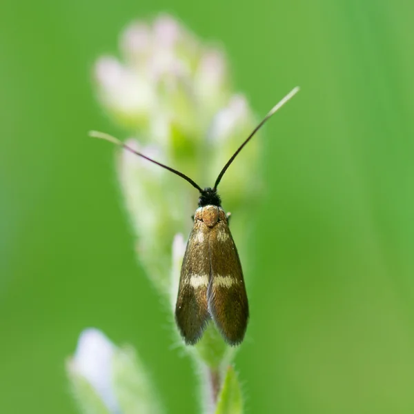 Σκώρος longhorn fibulella Cauchas — Φωτογραφία Αρχείου