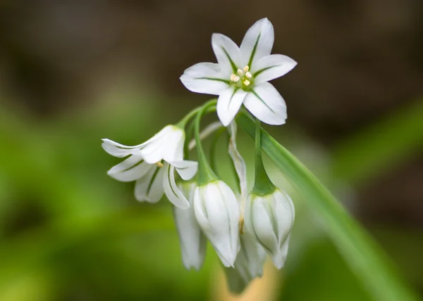 Ail triangulaire (Allium triquetrum) en fleur — Photo
