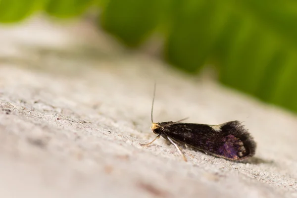 Psychoides filicivora mikromotte — Stockfoto