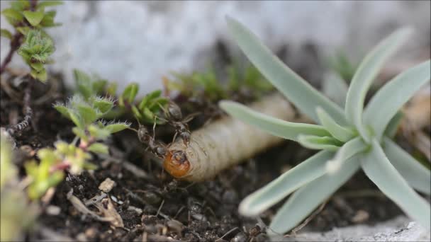 Schwarze Ameisen (lasius niger) greifen Käferlarve an — Stockvideo