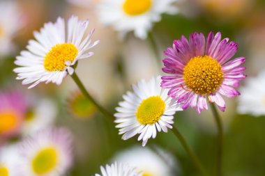 Meksika fleabane (Erigeron karvinskianus) çiçek