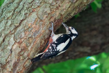 Genç için gıda ile büyük benekli ağaçkakan (Dendrocopos büyük)