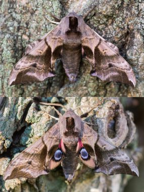 Gözlü Şahin-kamufle güve (Smerinthus ocellata) ve savunma pozisyonu