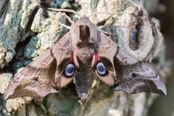Eyed hawk-moth (Smerinthus ocellata) med hindwings synliga — Stockfoto