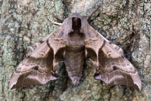 Eyed hawk-moth (Smerinthus ocellata) med hindwings dolda — Stockfoto