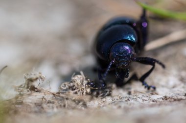 Küçük kanlı burunlu böcek (Timarcha goettingensis) baş
