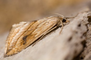 Bahçe çakıl güve (Evergestis forficalis)