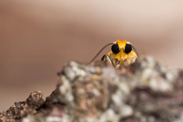 Naranja lacayo polilla (Eilema sororcula) cabeza desde abajo — Foto de Stock