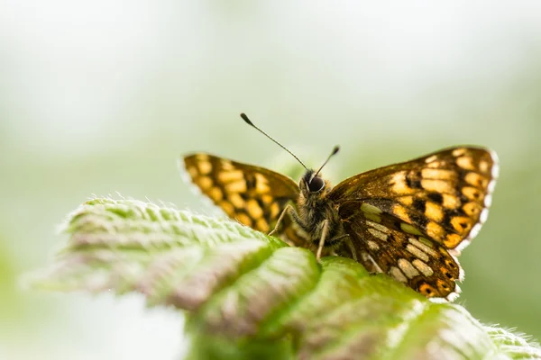 Burgonya dükü fritillary kelebek (Hamearis lucina) — Stok fotoğraf