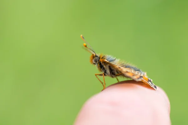 Marsh fritillary butterfly (Euphydryas aurinia) on finger — Stock Photo, Image