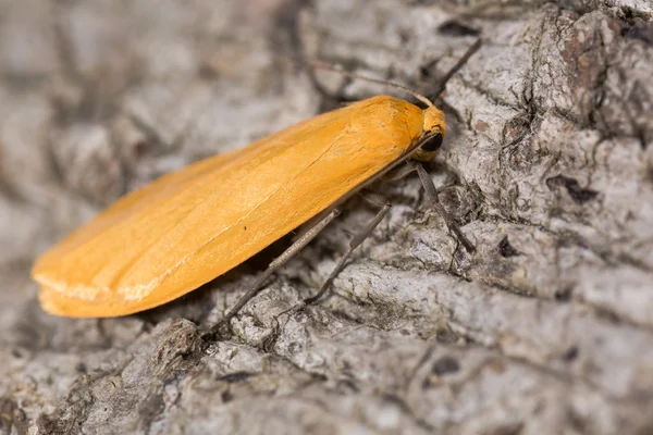 오렌지 인 나 방 (Eilema sororcula) — 스톡 사진