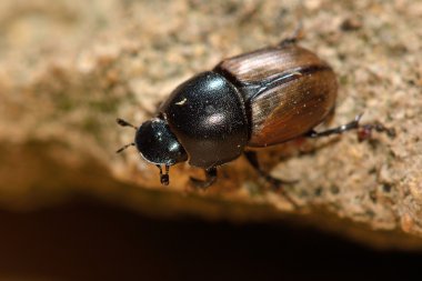Aphodius erraticus bok böceği