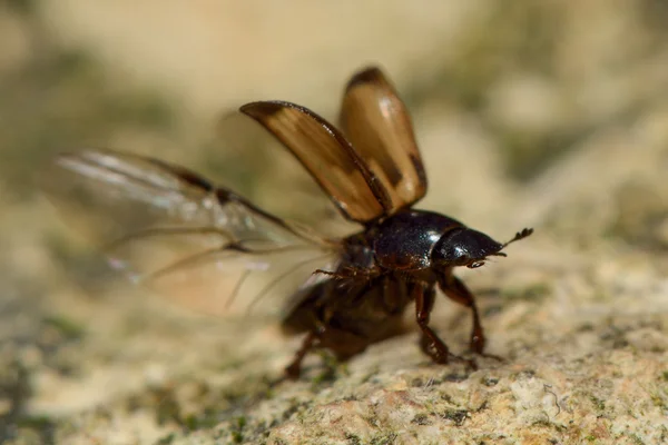 Aphodius sphacelatus dung beetle taking flight — Stock Photo, Image