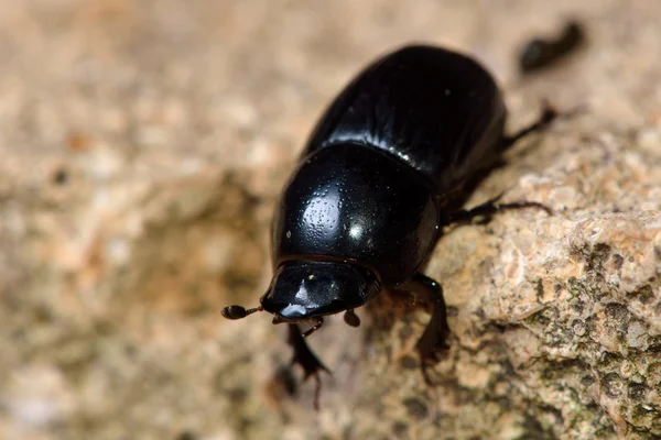 Aphodius fossor dung beetle — Stockfoto