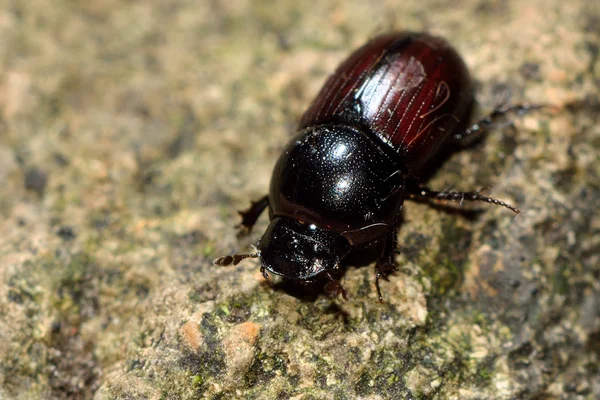 Escarabajo de estiércol de Aphodius depressus — Foto de Stock