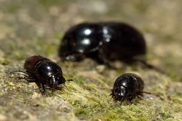 Comparação de Aphodius dung beetle — Fotografia de Stock