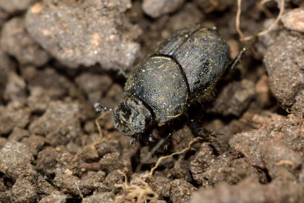 Onthophagus joannae scarabeo sterco — Foto Stock