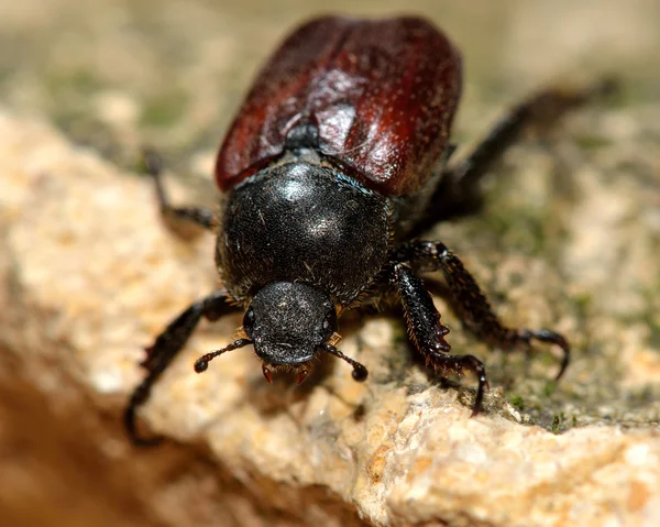 Besouro-cinzento-galês (Hoplia philanthus ) — Fotografia de Stock