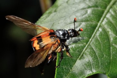 Common sexton beetle (Nicrophorus investigator) with wings open clipart