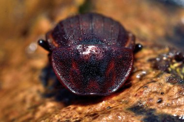 Siyah salyangoz böceği (Silpha atrata) kahverengi formu kafasına