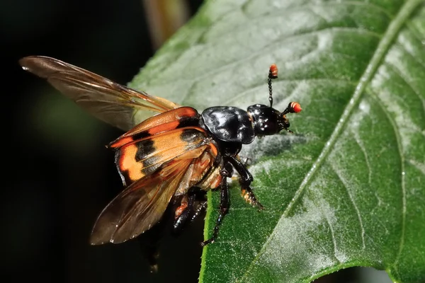 Common sexton beetle (Nicrophorus investigator) with wings open — Stock Photo, Image