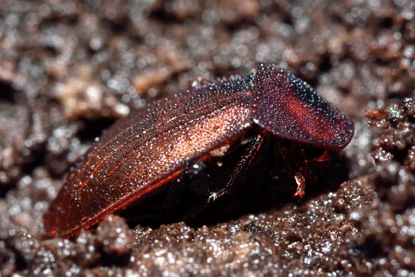 Svart snigel skalbagge (Silpha atrata) brun form i profil — Stockfoto