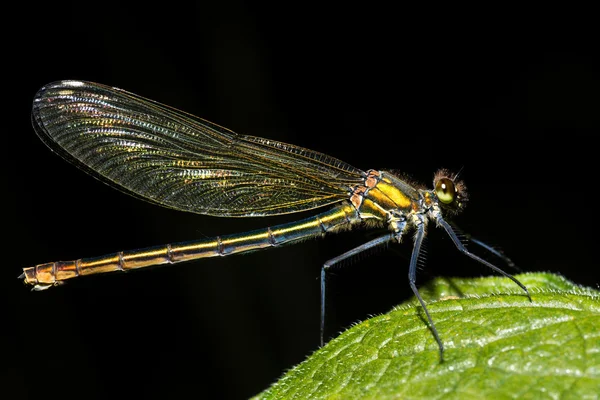 Demoiselle κλιμακωτά (Calopteryx splendens) θηλυκό — Φωτογραφία Αρχείου