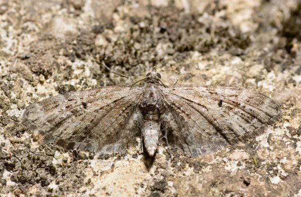 Mottled pug moth (Eupithecia exiguata) — Stock Photo, Image